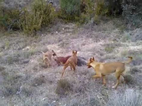 podencos cazando jabali|Caza un gran jabalí gracias a sus podencos manetos:。